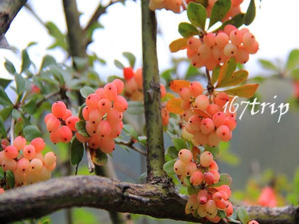 九寨溝紅果